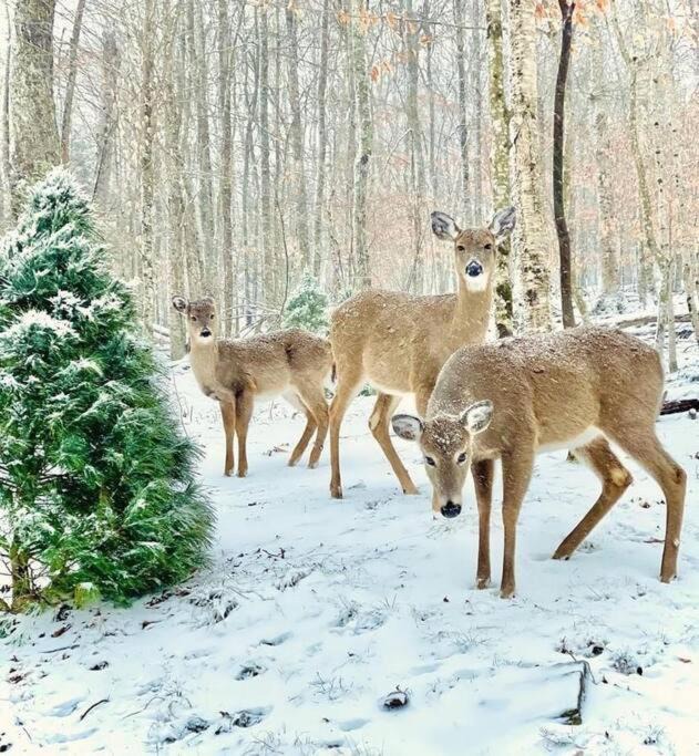 Photo of Others in Banner Elk